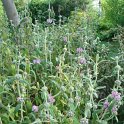 Phlomis italica P4